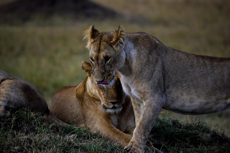Mis días de safari en Uganda, Kenia y Zanzíbar.. Os lo intento contar - Blogs de Africa Este y Centro - Recorremos Masai Mara de un extremo a otro.. ¡Qué lugar! (43)