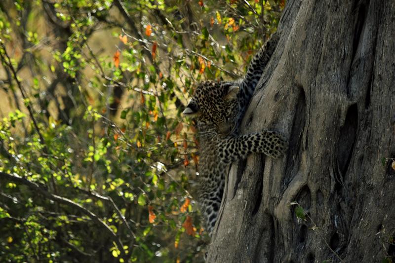 Mis días de safari en Uganda, Kenia y Zanzíbar.. Os lo intento contar - Blogs de Africa Este y Centro - Día completo en el Mara.. qué sitio tan impresionante.. (21)