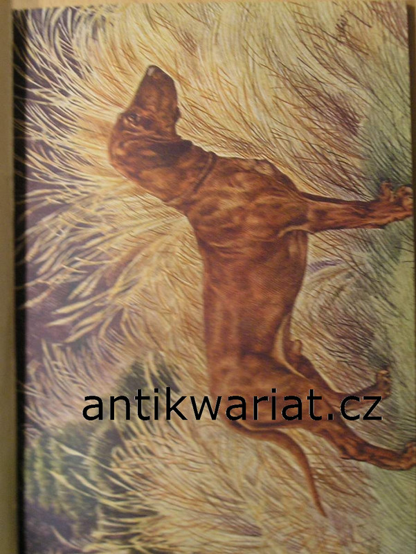 1wa Image00078