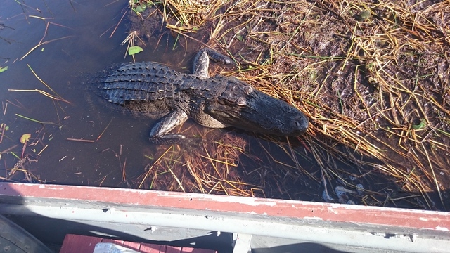 Everglades National Park y Cayo Vizcaíno - Ruta por Florida (2016): 18 días (6)