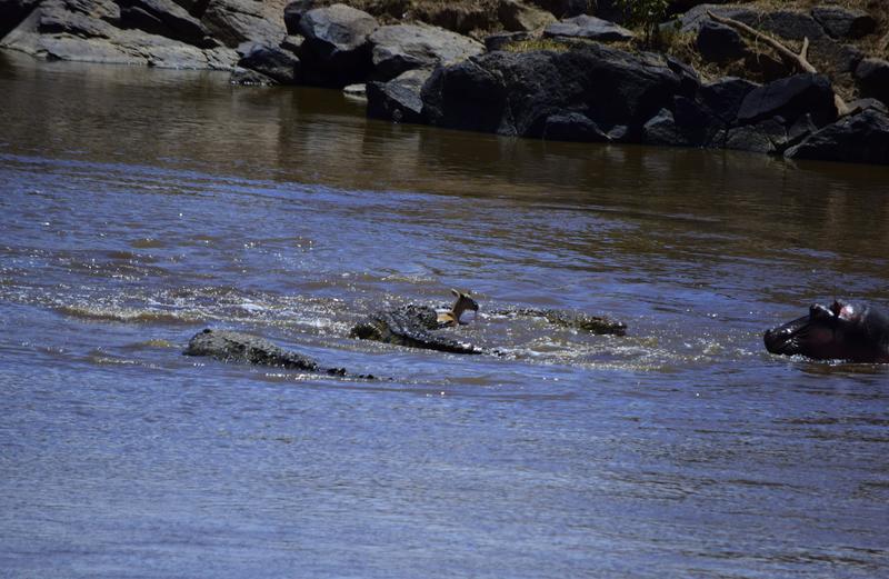 Mis días de safari en Uganda, Kenia y Zanzíbar.. Os lo intento contar - Blogs de Africa Este y Centro - Nuestra pequeña versión del cruce (14)