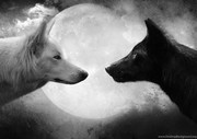 56853_black-and-white-wallpapers-with-wolves_1600x1000_h