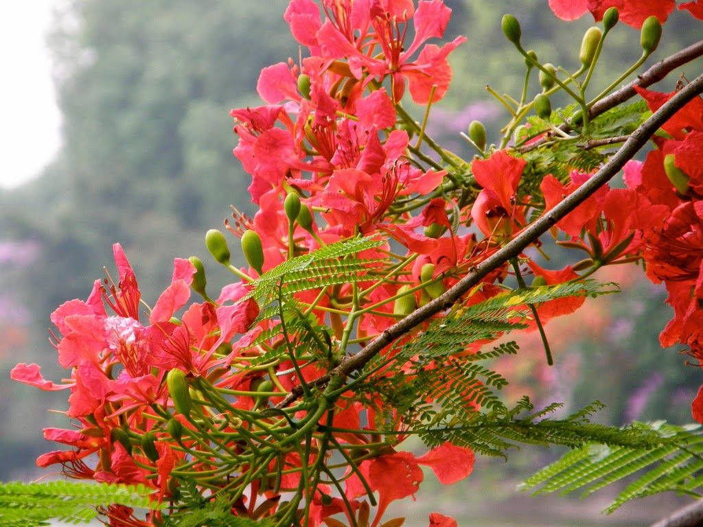 Hãy chiêm ngưỡng vẻ đẹp hoa phượng vĩ đầy màu sắc và cuốn hút. Những cánh hoa đỏ rực này sẽ khiến bạn say đắm và muốn ngắm nhìn mãi mãi.