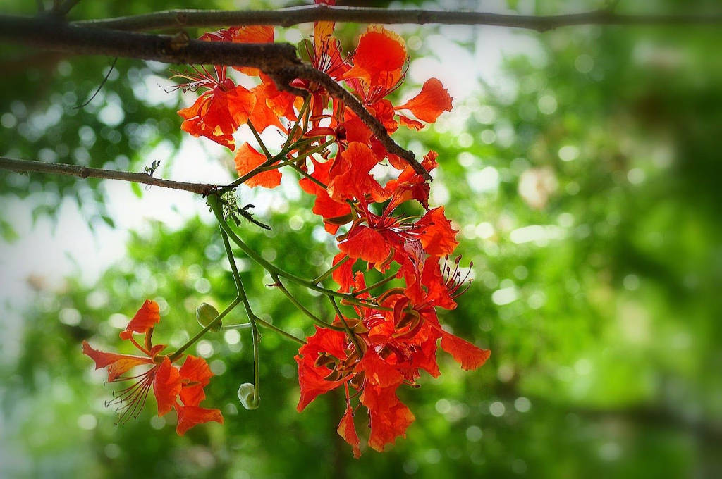 Hoa phượng vĩ là một loại cây cảnh rất được yêu thích. Hình ảnh các cánh hoa phượng nở đầy màu sắc trên thân cây vĩ nổi bật sẽ khiến bạn muốn tìm hiểu thêm về loài cây này. Hãy xem hình ảnh và khám phá vẻ đẹp của hoa phượng vĩ.