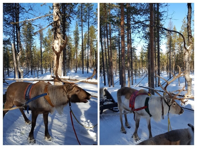 Levi, paisajes para una postal - Un cuento de invierno: 10 días en Helsinki, Tallín y Laponia, marzo 2017 (8)
