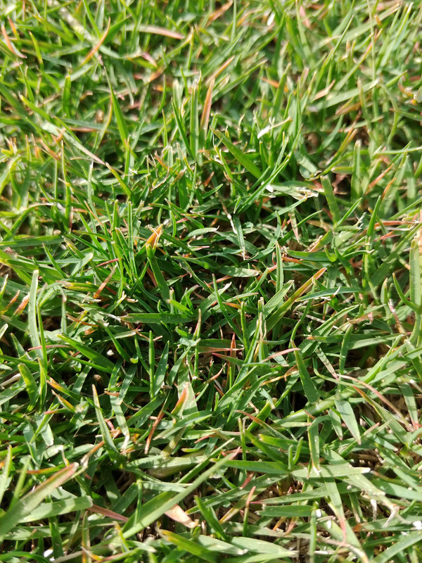 Why are my grass tips turning reddish? | Lawn Care Forum