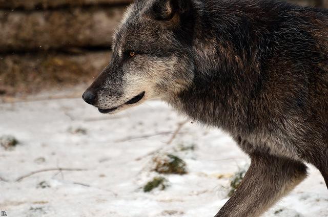 greywolf.jpg