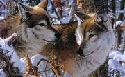 Beautiful-_Mad-wolf-_Animal-_Nature-_Poster-_HD-print-_Size-50x70-cm-_W