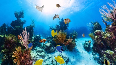 [ANDROID] Aquarium 360 LWP v1.05 .apk - ENG