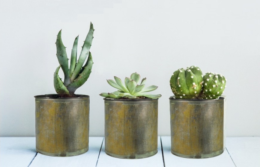 Metal Zinc Planters are amazing pieces for rustic, desert, or country style decor