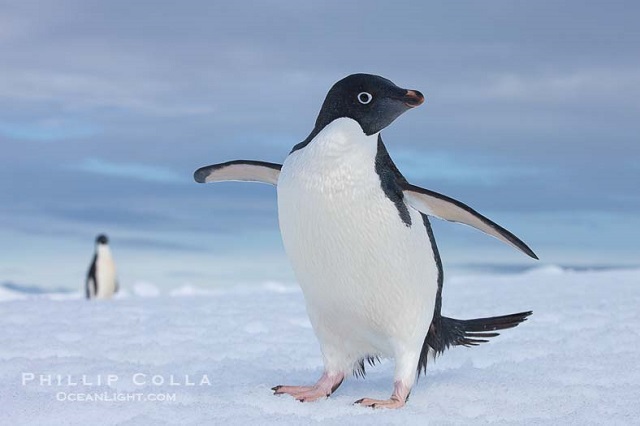 pygoscelis_adeliae_adelie_penguin_antarctica_pho
