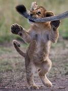 [Image: Baby_Lion_attack.png]