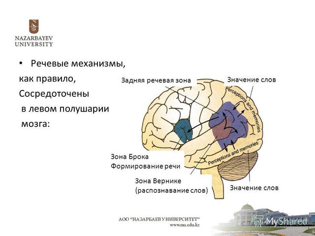 Центры мозговой коры